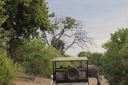 3 Days 2 Nights Overnight Camping Chobe National Park Safari Tour